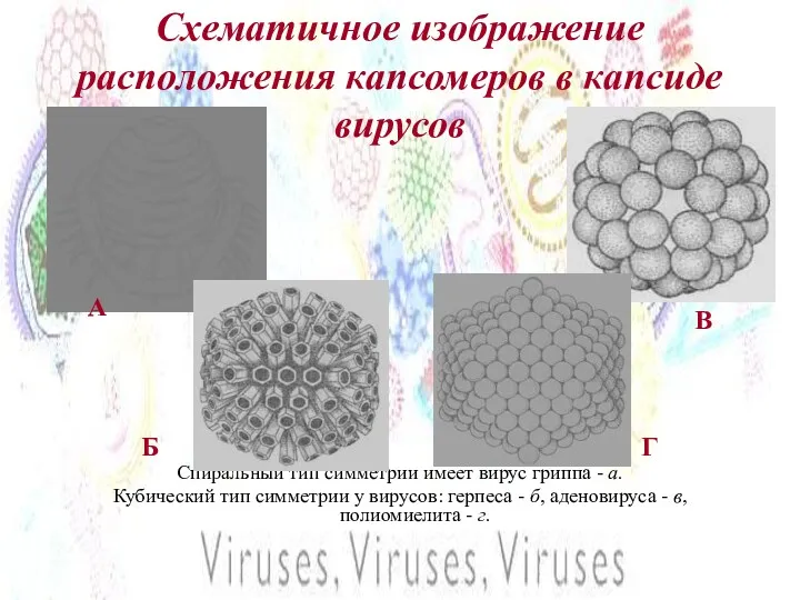 Схематичное изображение расположения капсомеров в капсиде вирусов Спиральный тип симметрии имеет вирус гриппа