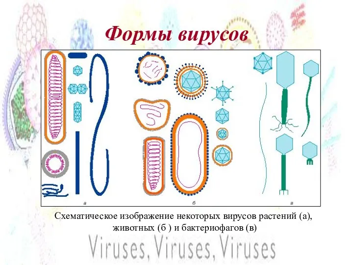Формы вирусов Схематическое изображение некоторых вирусов растений (a), животных (б ) и бактериофагов (в)
