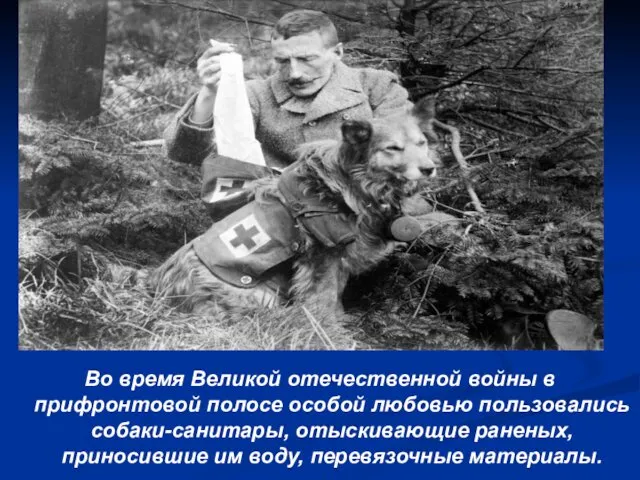 Собаки - санитары Во время Великой отечественной войны в прифронтовой