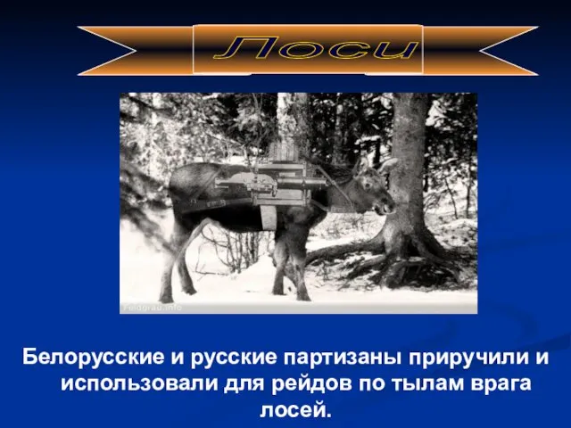 Белорусские и русские партизаны приручили и использовали для рейдов по тылам врага лосей. Лоси