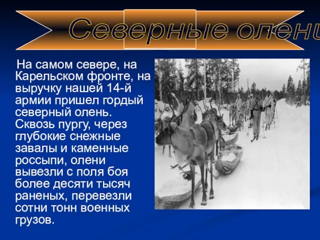 На самом севере, на Карельском фронте, на выручку нашей 14-й