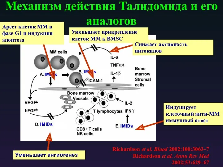 Механизм действия Талидомида и его аналогов Арест клеток MM в