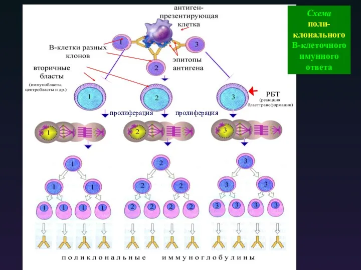 пролиферация пролиферация Схема поли- клонального В-клеточного имунного ответа