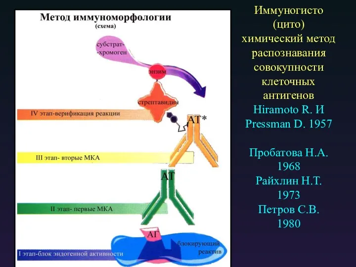 Иммуногисто (цито) химический метод распознавания совокупности клеточных антигенов Hiramoto R. И Pressman D.