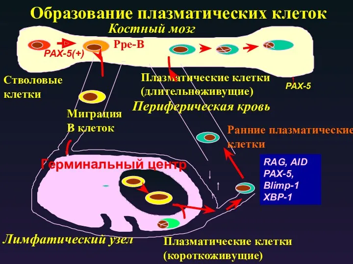 Образование плазматических клеток Костный мозг Лимфатический узел Периферическая кровь Ag Плазматические клетки (короткоживущие)