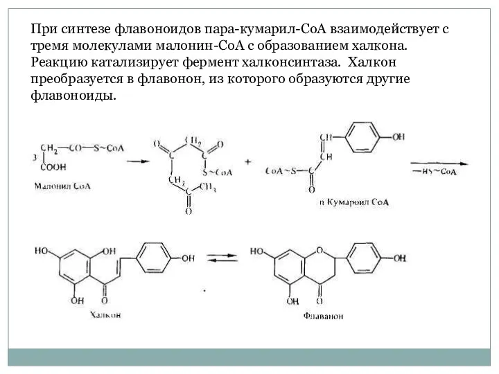 При синтезе флавоноидов пара-кумарил-СоА взаимодействует с тремя молекулами малонин-СоА с
