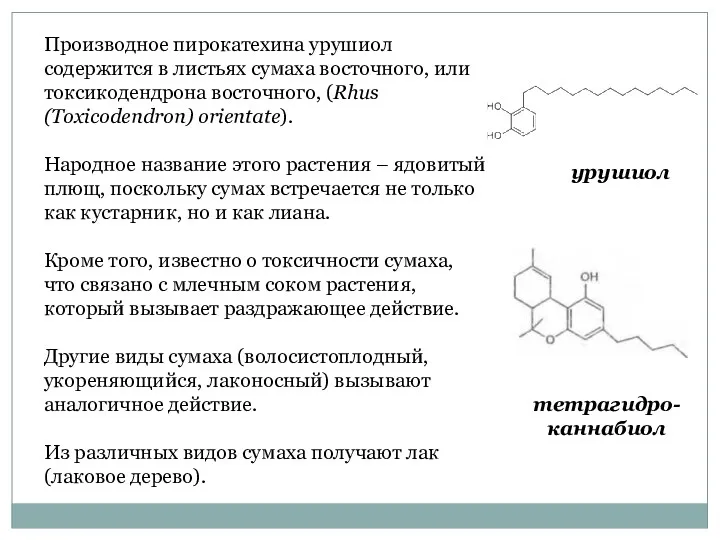 Производное пирокатехина урушиол содержится в листьях сумаха восточного, или токсикодендрона