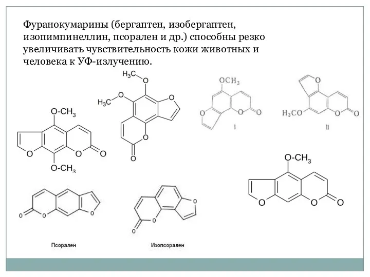 Фуранокумарины (бергаптен, изобергаптен, изопимпинеллин, псорален и др.) способны резко увеличивать