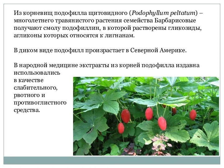 Из корневищ подофилла щитовидного (Podophyllum peltatum) – многолетнего травянистого растения