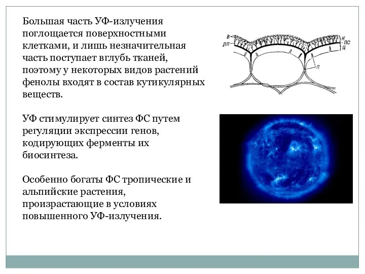 Большая часть УФ-излучения поглощается поверхностными клетками, и лишь незначительная часть