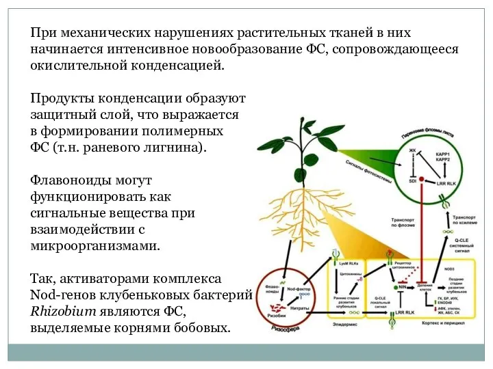 При механических нарушениях растительных тканей в них начинается интенсивное новообразование