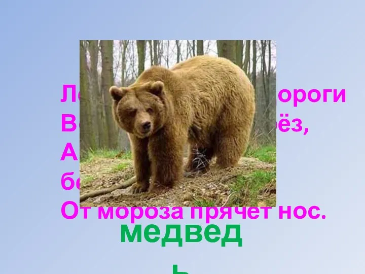 Отгадай загадку. Летом ходит без дороги Возле сосен и берёз,