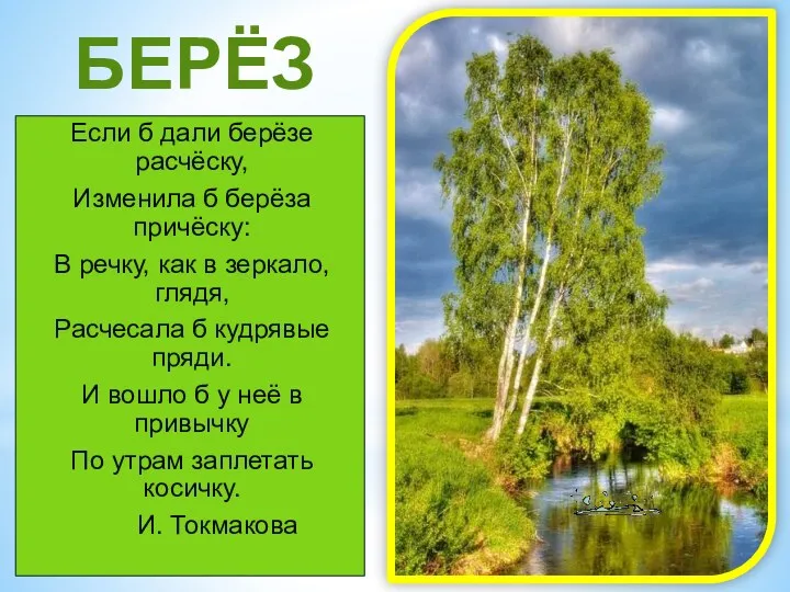 БЕРЁЗА Если б дали берёзе расчёску, Изменила б берёза причёску: В речку, как