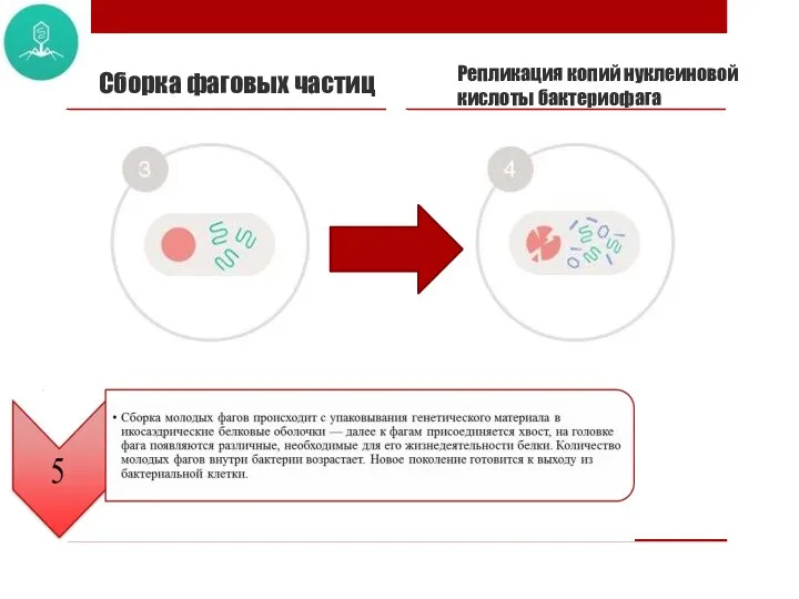 Сборка фаговых частиц Репликация копий нуклеиновой кислоты бактериофага