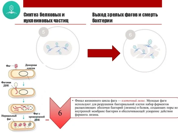 Синтез белковых и нуклеиновых частиц Выход зрелых фагов и смерть бактерии