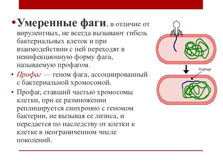 Умеренные фаги, в отличие от вирулентных, не всегда вызывают гибель