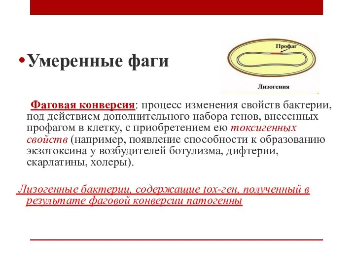 Умеренные фаги Фаговая конверсия: процесс изменения свойств бактерии, под действием