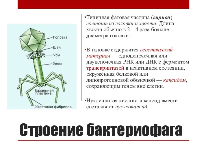 Строение бактериофага Типичная фаговая частица (вирион) состоит из головки и