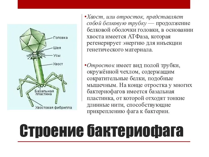 Строение бактериофага Хвост, или отросток, представляет собой белковую трубку —