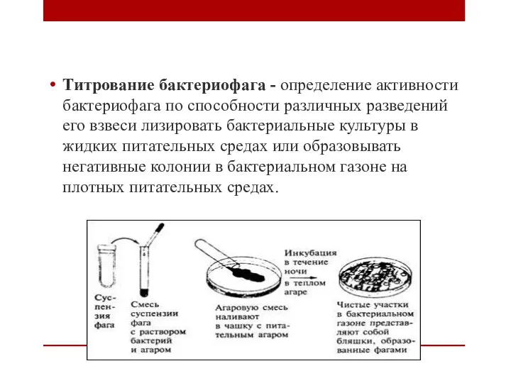 Титрование бактериофага - определение активности бактериофага по способности различных разведений