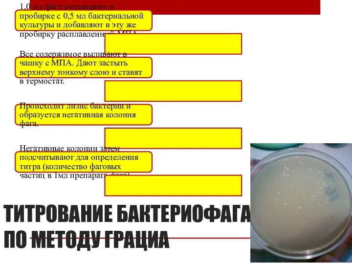 ТИТРОВАНИЕ БАКТЕРИОФАГА ПО МЕТОДУ ГРАЦИА 1,0 мл фага смешивают в