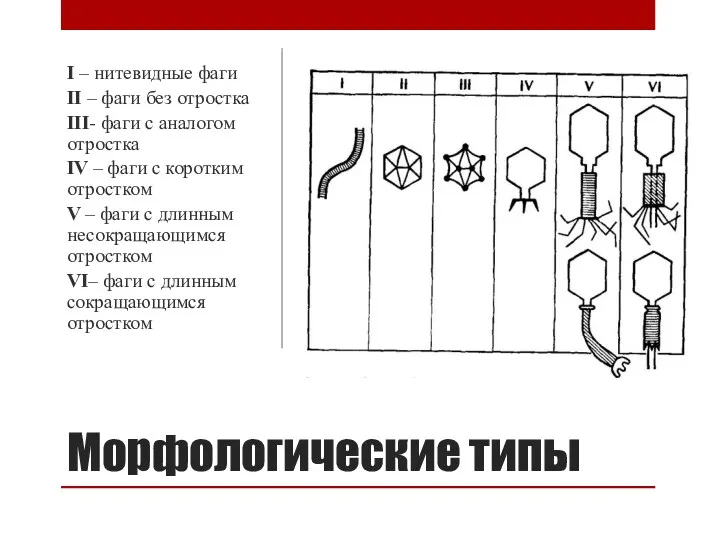 Морфологические типы I – нитевидные фаги II – фаги без