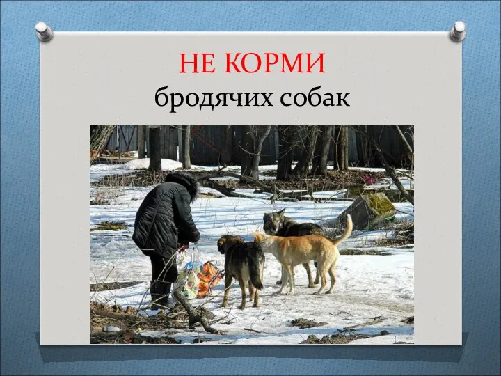 НЕ КОРМИ бродячих собак