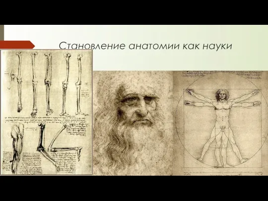 Становление анатомии как науки Леонардо да Винчи: Заполнил анатомическими рисунками