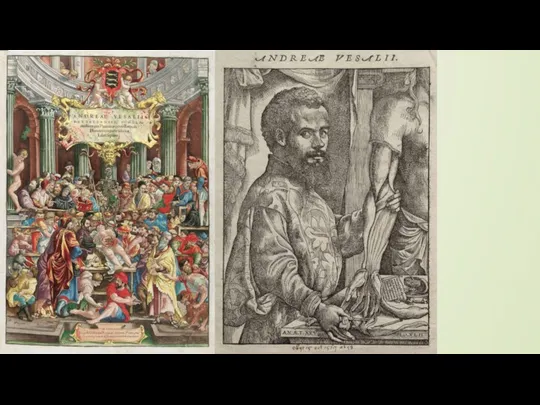 Андреас Везалий: Его труд «О строении человеческого тела» (1543) «Золотой век» анатомии»