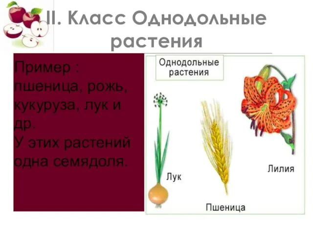 II. Класс Однодольные растения Пример : пшеница, рожь, кукуруза, лук и др. У