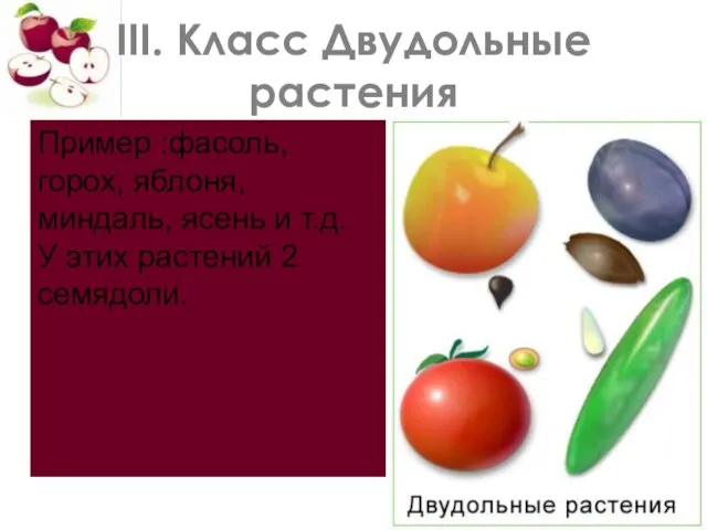 III. Класс Двудольные растения Пример :фасоль, горох, яблоня, миндаль, ясень и т.д. У