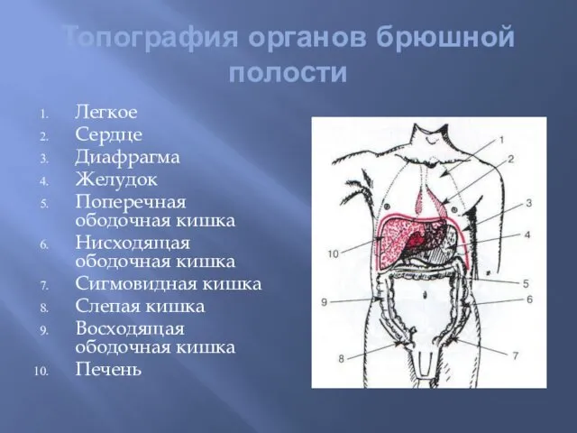 Топография органов брюшной полости Легкое Сердце Диафрагма Желудок Поперечная ободочная