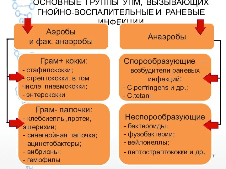 ОСНОВНЫЕ ГРУППЫ УПМ, ВЫЗЫВАЮЩИХ ГНОЙНО-ВОСПАЛИТЕЛЬНЫЕ И РАНЕВЫЕ ИНФЕКЦИИ Аэробы и