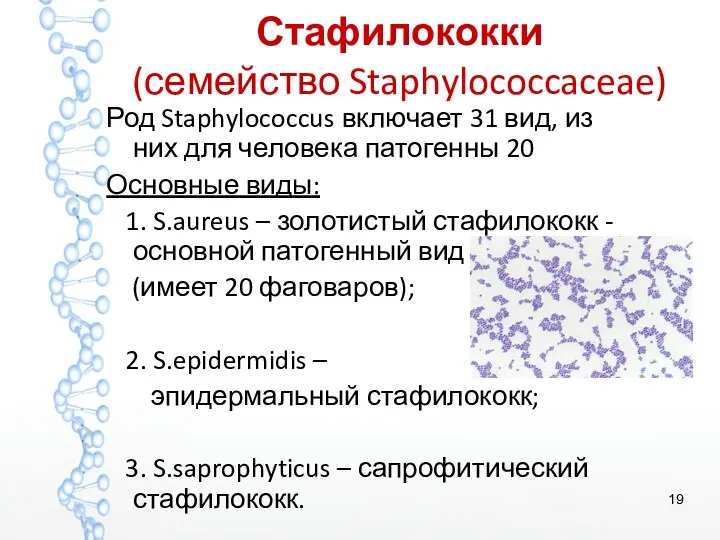 Стафилококки (семейство Staphylococcaceae) Род Staphylococcus включает 31 вид, из них