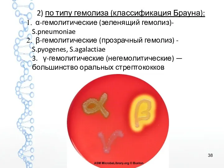 2) по типу гемолиза (классификация Брауна): α-гемолитические (зеленящий гемолиз)- S.pneumoniae