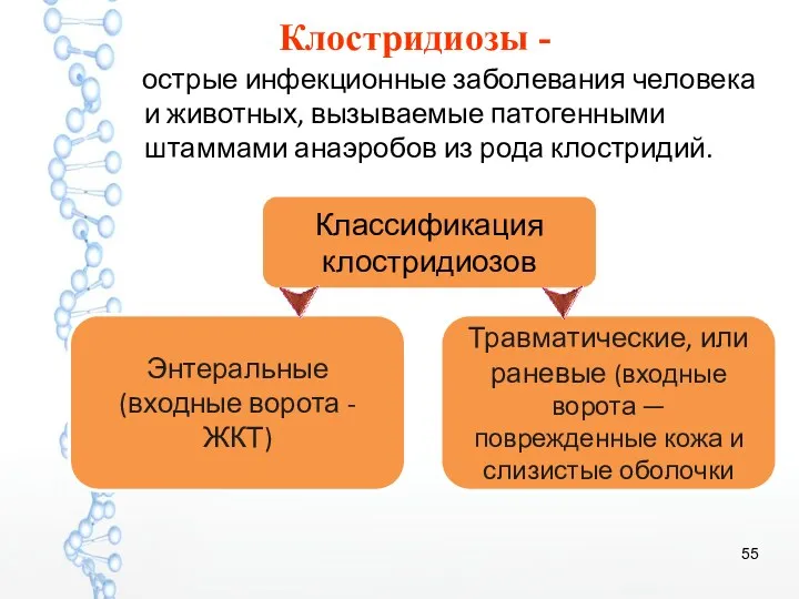 Клостридиозы - острые инфекционные заболевания человека и животных, вызываемые патогенными