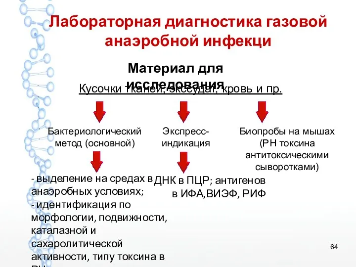 Лабораторная диагностика газовой анаэробной инфекци Материал для исследования Кусочки тканей,