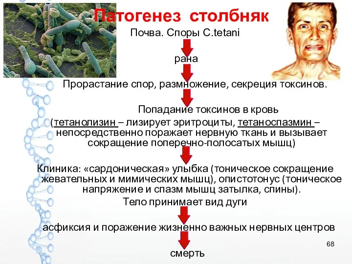 Почва. Споры C.tetani рана Прорастание спор, размножение, секреция токсинов. Попадание