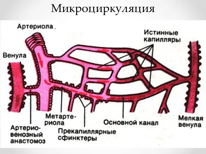 Микроциркуляция