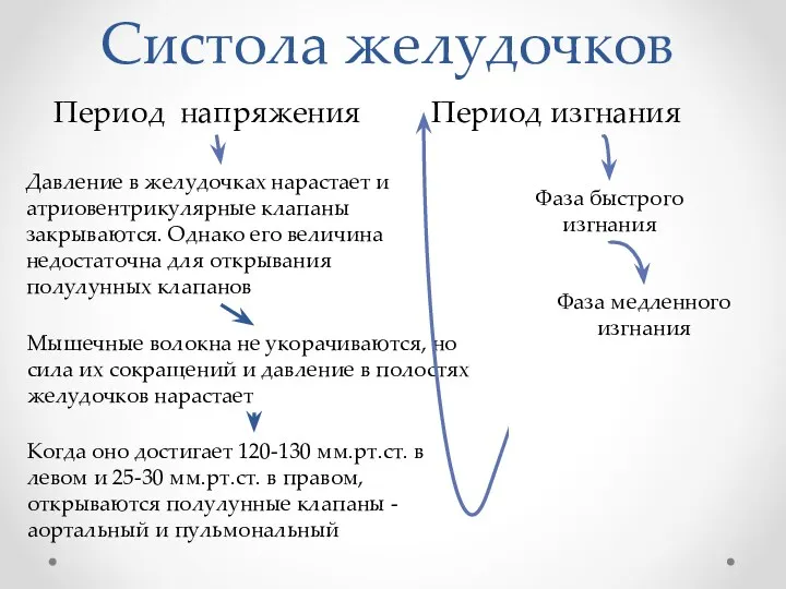 Систола желудочков Период напряжения Период изгнания Давление в желудочках нарастает