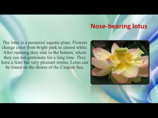 Nose-bearing lotus The lotus is a perennial aquatic plant. Flowers