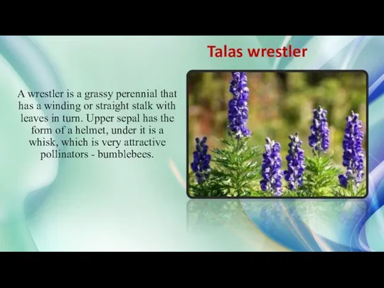 Talas wrestler A wrestler is a grassy perennial that has