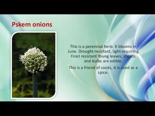 Pskem onions This is a perennial herb. It blooms in