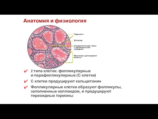 Анатомия и физиология 2 типа клеток: фолликулярные и парафолликулярные (С-клетки)