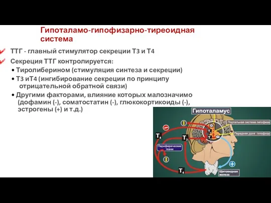 Гипоталамо-гипофизарно-тиреоидная система ТТГ - главный стимулятор секреции Т3 и Т4