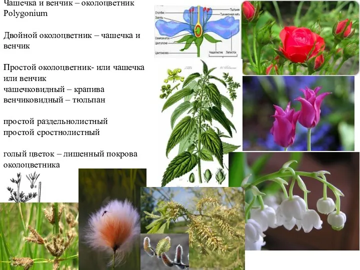 Чашечка и венчик – околоцветник Polygonium Двойной околоцветник – чашечка