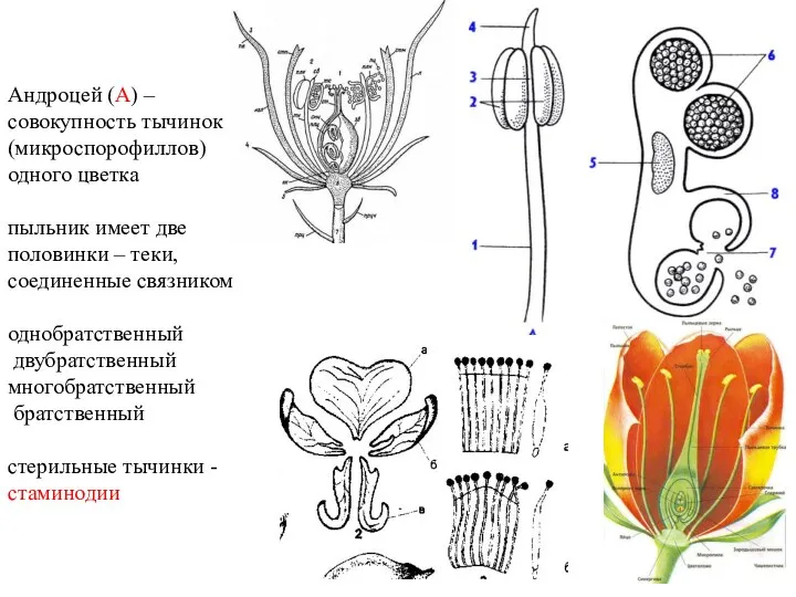 Андроцей (А) – совокупность тычинок (микроспорофиллов) одного цветка пыльник имеет