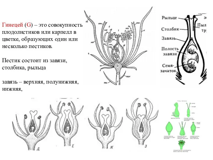 Гинецей (G) – это совокупность плодолистиков или карпелл в цветке,