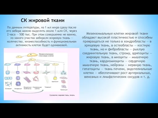 СК жировой ткани По данным литературы, из 1 мл жира сразу после его