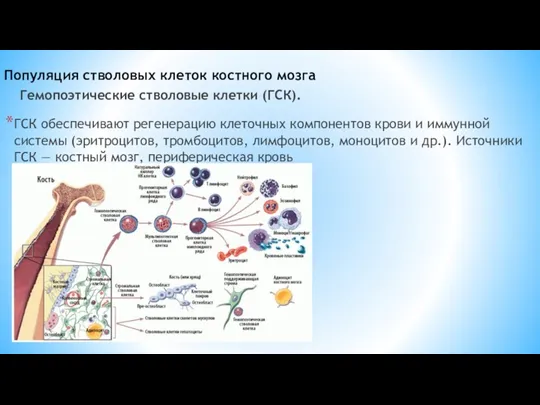 Популяция стволовых клеток костного мозга ГСК обеспечивают регенерацию клеточных компонентов крови и иммунной